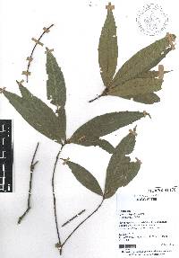 Quercus seemannii image