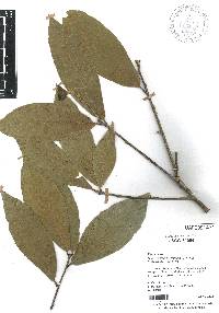 Quercus salicifolia image