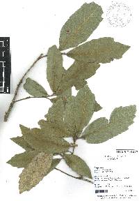 Quercus vicentensis image