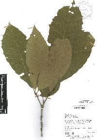 Quercus skinneri image