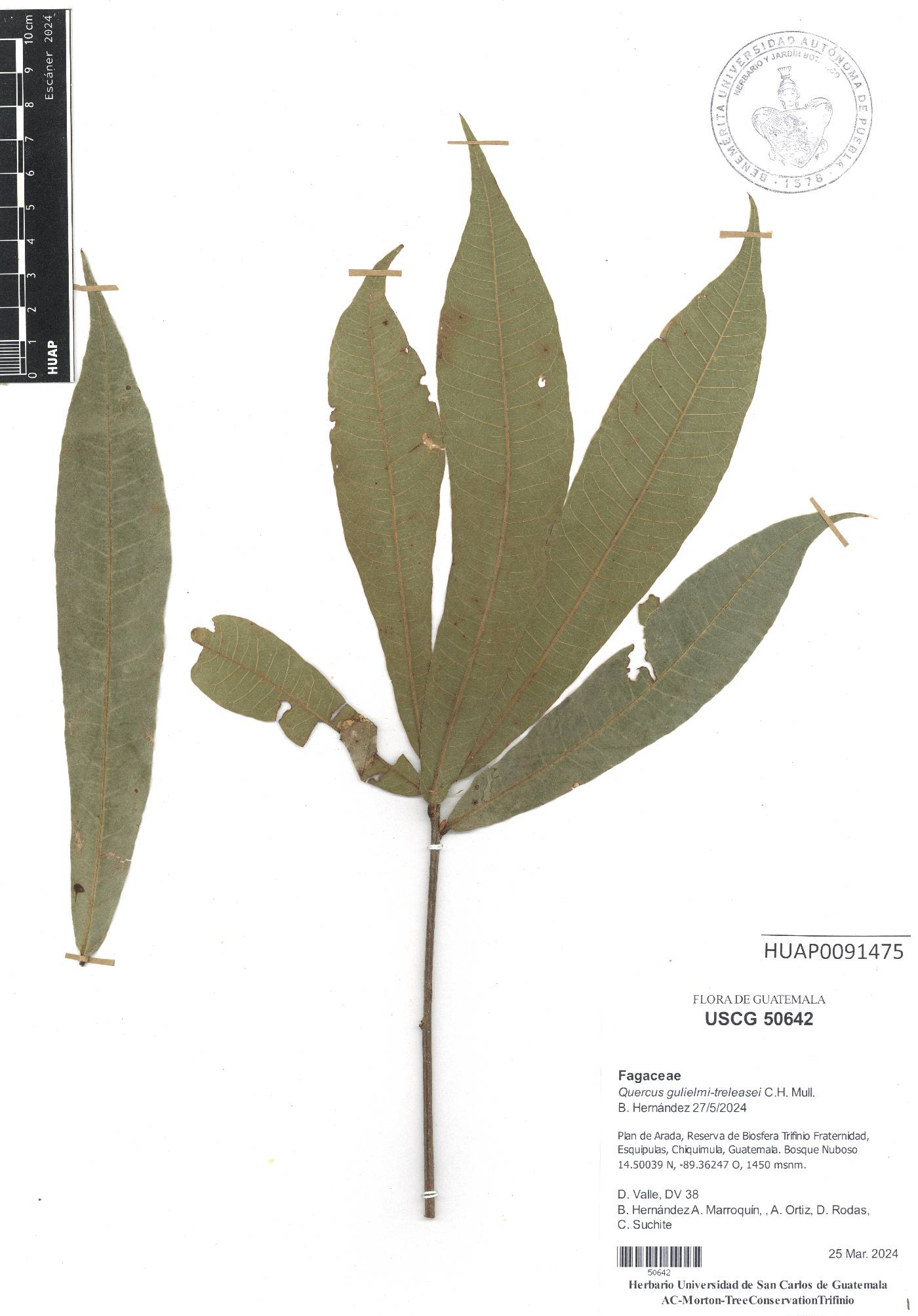 Quercus salicifolia image