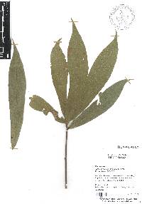 Quercus salicifolia image