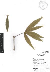 Quercus salicifolia image