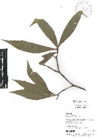 Quercus seemannii image