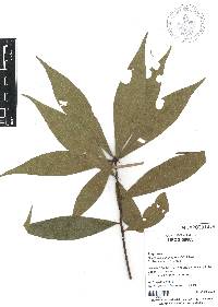 Quercus salicifolia image