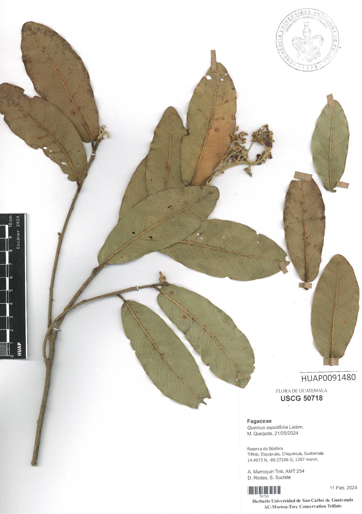 Quercus sapotifolia image