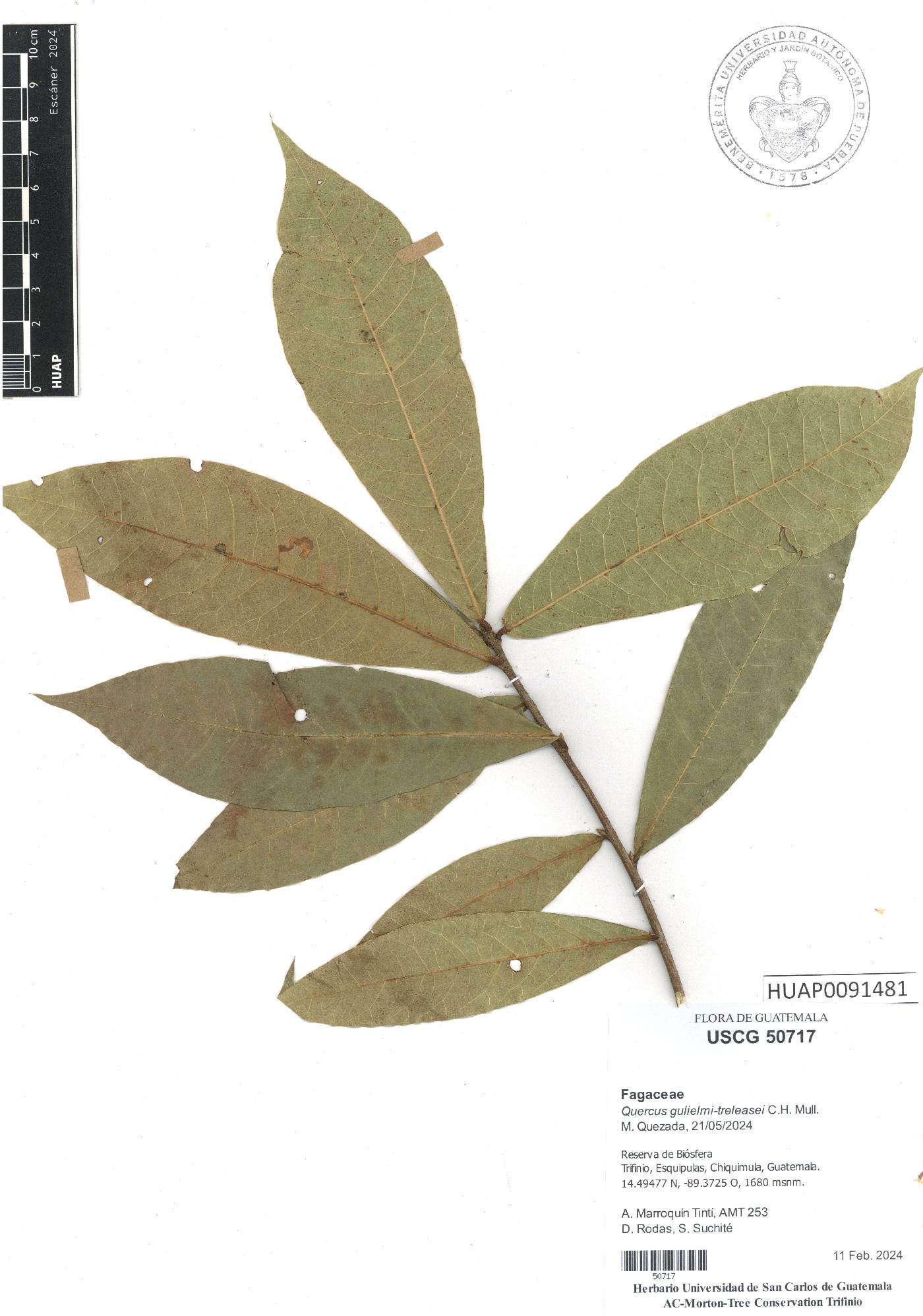 Quercus salicifolia image