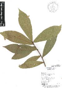 Quercus salicifolia image