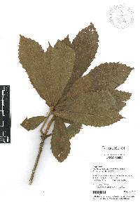 Quercus insignis image