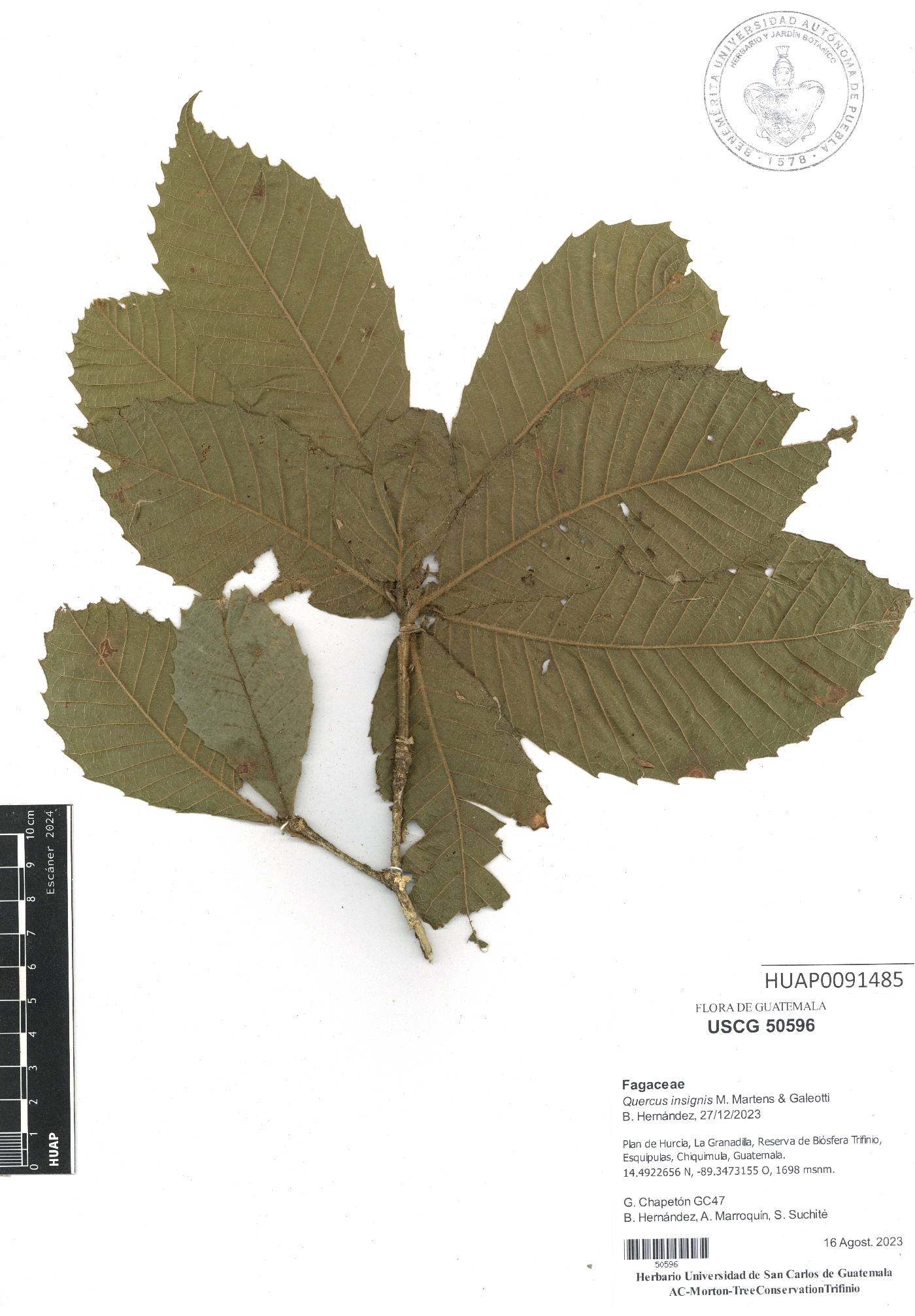 Quercus insignis image