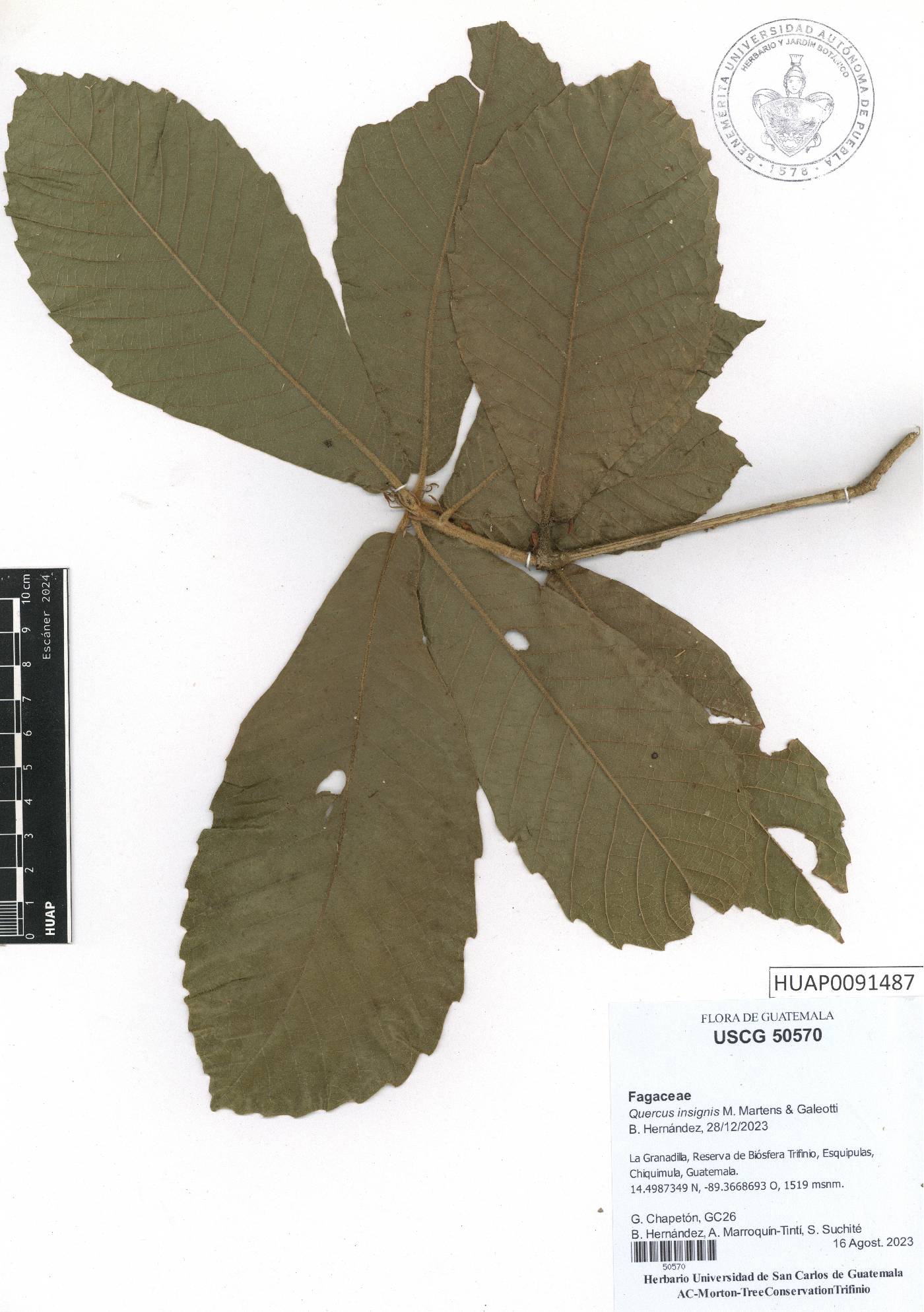 Quercus insignis image