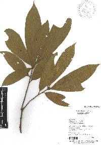 Quercus benthamii image