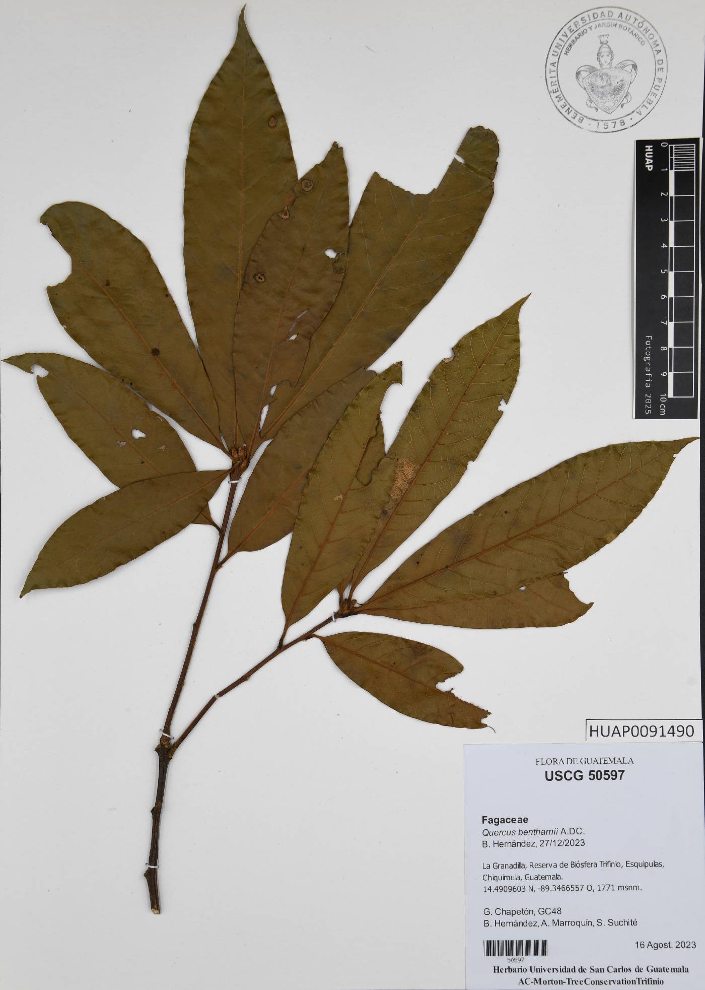 Quercus benthamii image
