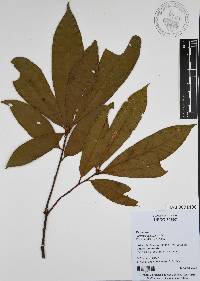 Quercus benthamii image