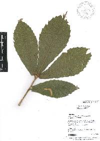 Quercus insignis image