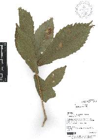 Quercus insignis image