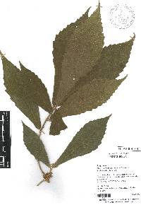 Quercus insignis image