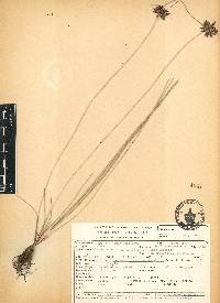 Cyperus niger image