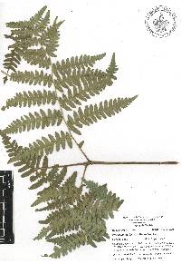 Pteridium feei image