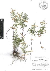 Gaga hirsuta image