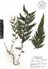 Vandenboschia radicans image