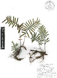 Pleopeltis madrensis image