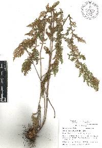 Myriopteris myriophylla image