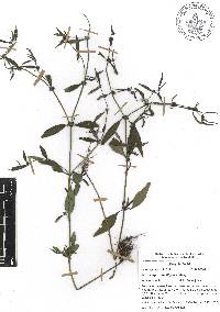 Mitracarpus breviflorus image