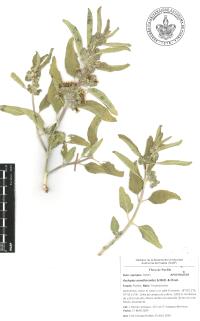 Asclepias oenotheroides image