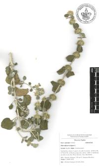 Marrubium vulgare image