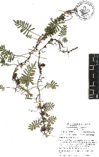 Pleopeltis acicularis image