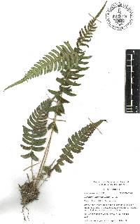 Blechnum appendiculatum image