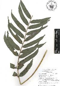 Cyathea schiedeana image