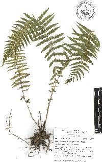 Amauropelta resinifera image