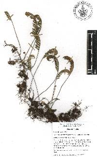 Pleopeltis acicularis image