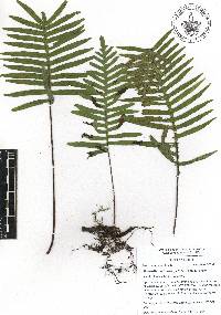 Pleopeltis madrensis image