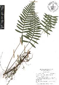 Pleopeltis madrensis image