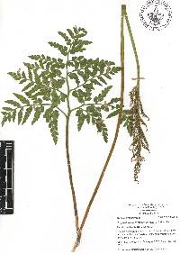 Sceptridium decompositum image