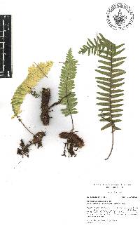 Polypodium martensii image