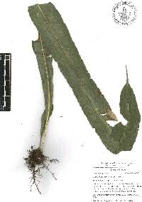 Campyloneurum xalapense image