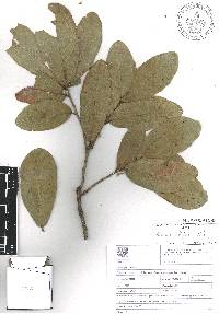 Quercus elliptica image