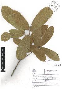 Quercus elliptica image