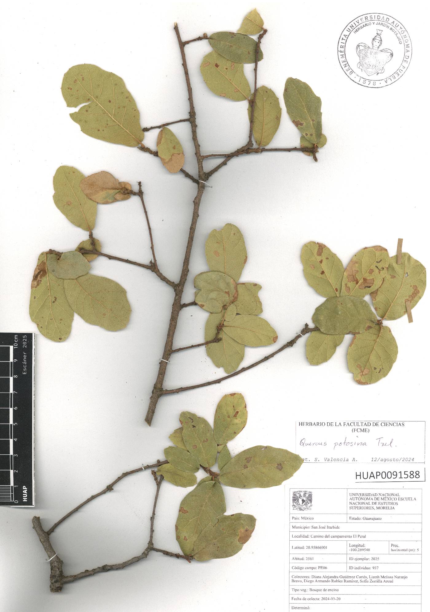 Quercus potosina image