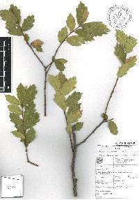 Quercus potosina image