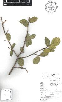 Quercus potosina image