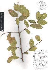 Quercus potosina image