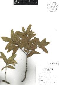 Quercus crassipes image