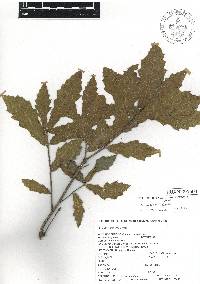 Quercus acutifolia image