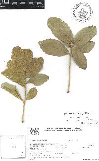 Quercus magnoliifolia image