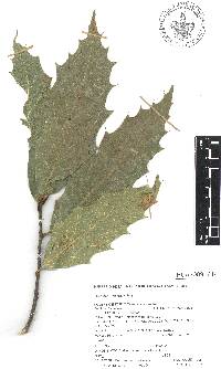 Quercus acutifolia image